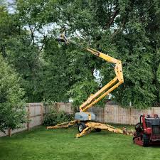 Shattuck, OK Tree Removal and Landscaping Services Company